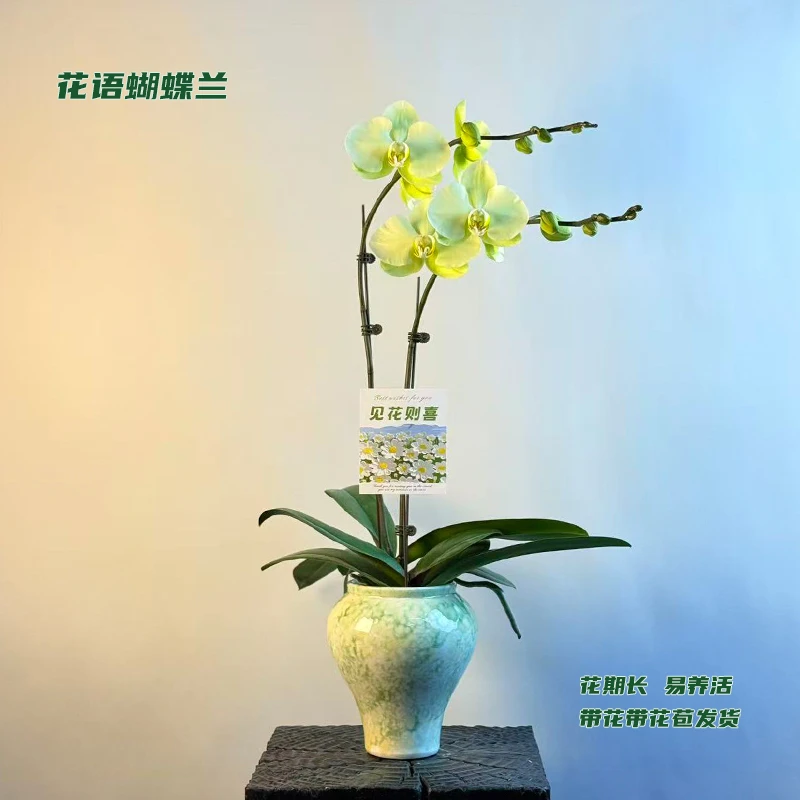 蝴蝶兰【真美斯】 带花带花苞发货 室内客厅阳台花卉 好养易活