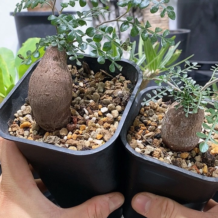 根插象足带盆不退不换