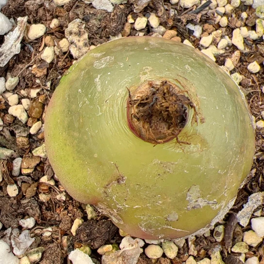 【闪购商品】176 年终收官 大灯