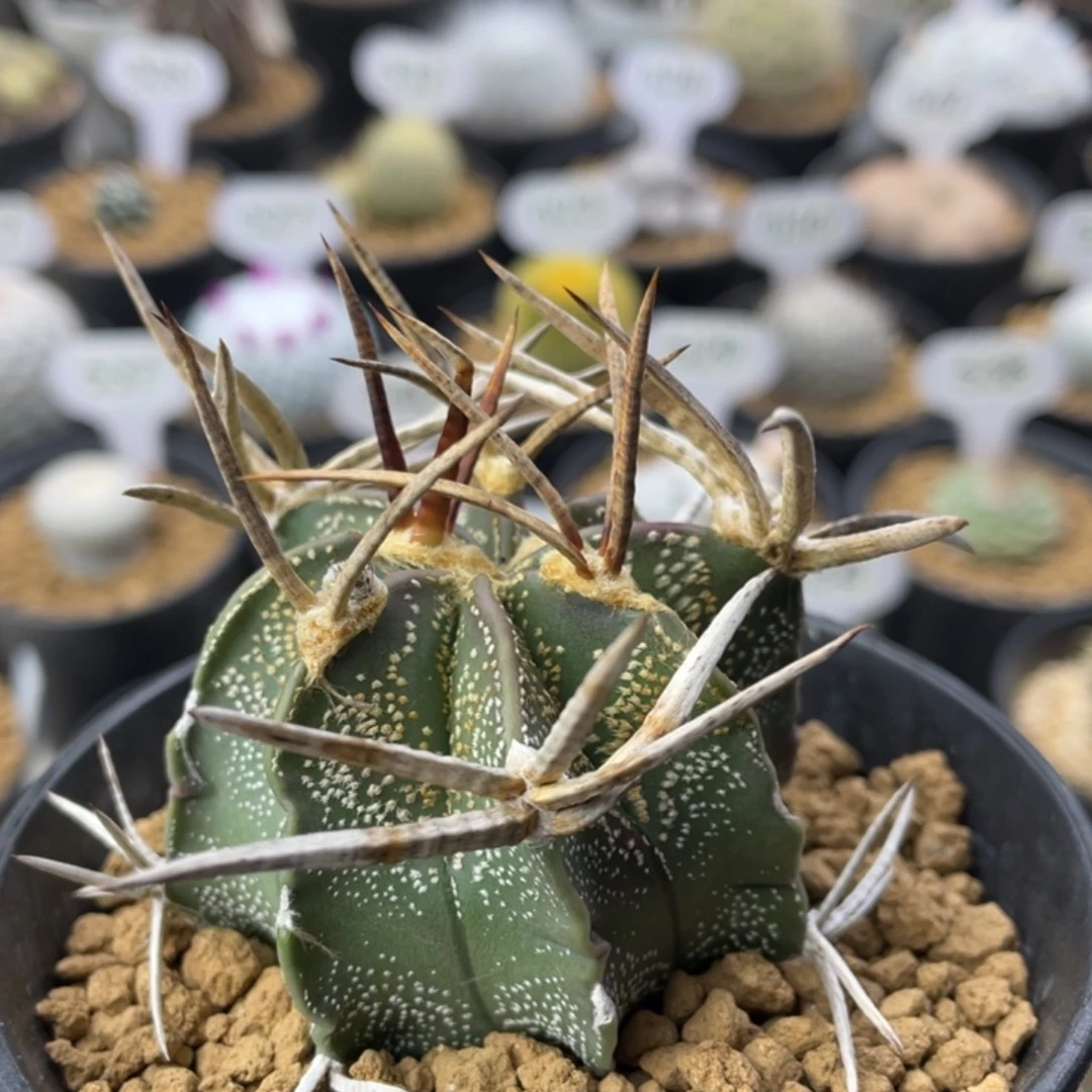 金刺水牛         实生根