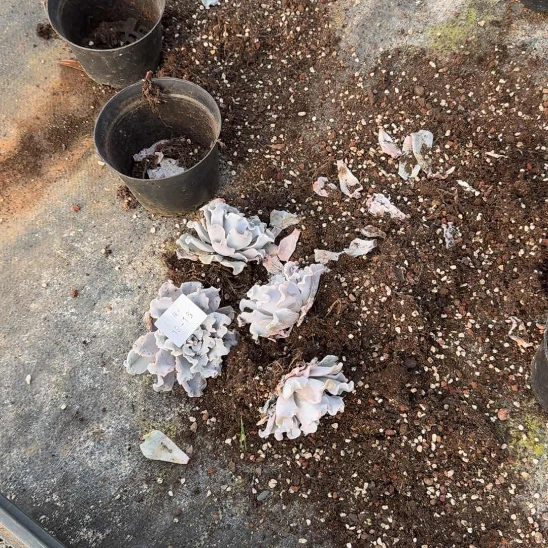 白饺子皮四颗量拍19-15