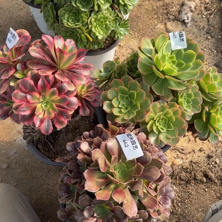 桃夭奶白红玫瑰三颗组440-41-42