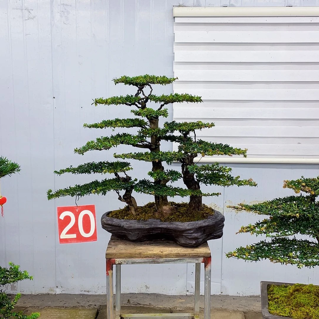 无花朵盆景直播间一物一拍