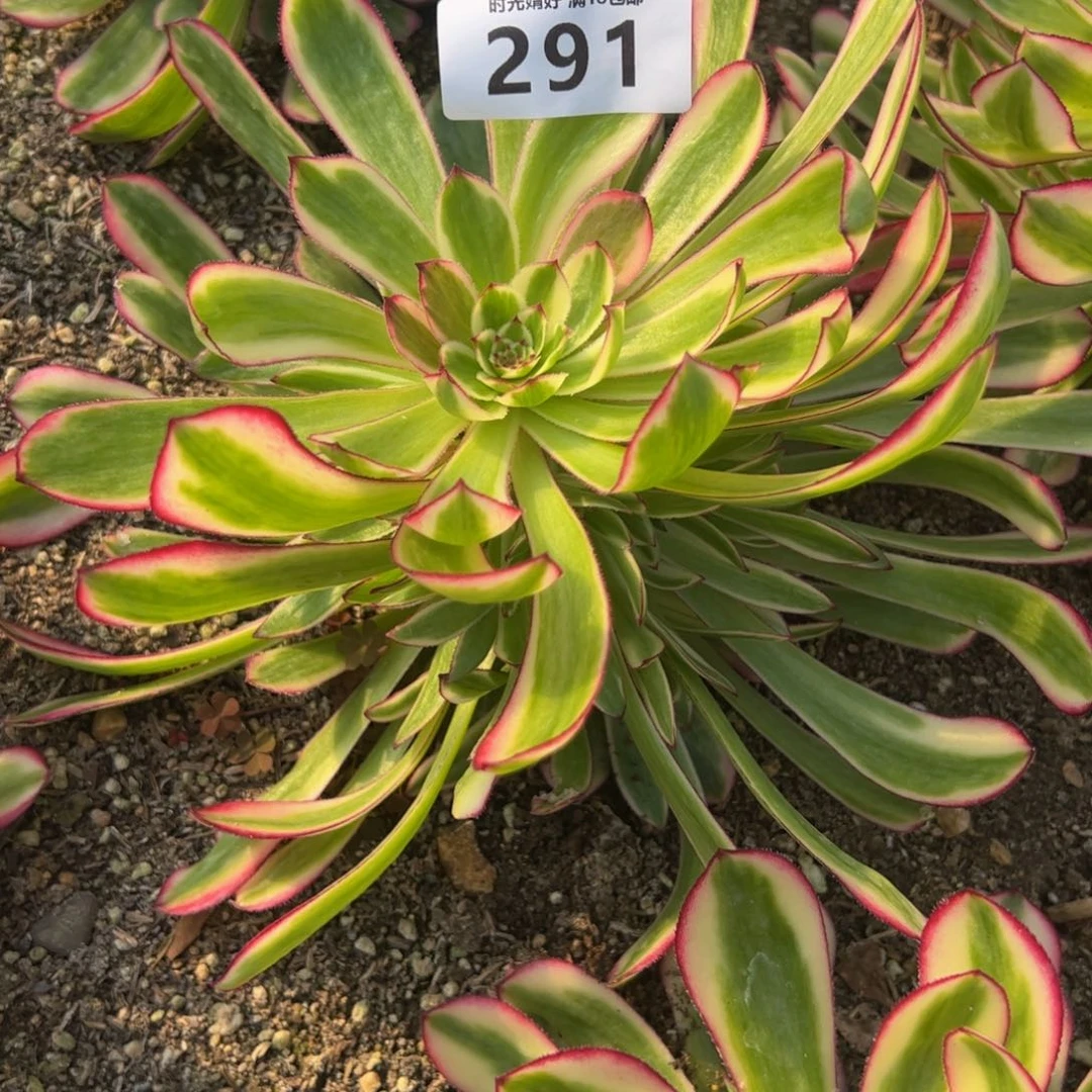 291白月光有伤多肉植物