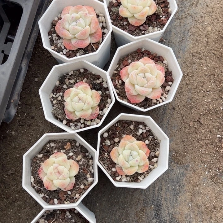 冰玉单头叶片微瑕疵一颗量拍多肉满20包邮下午发货