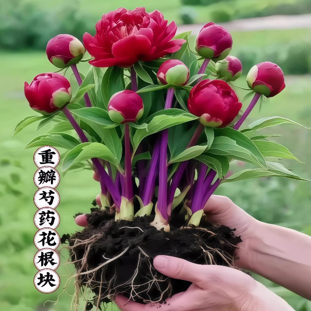 重瓣芍药花苗四季播种开花带芽大根块种球御前表演多年生花卉盆栽