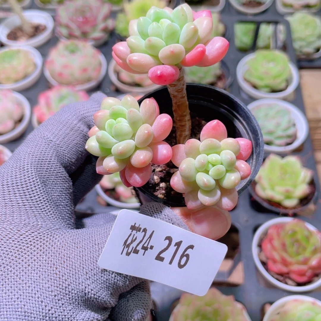 花利美24-216洛可可
