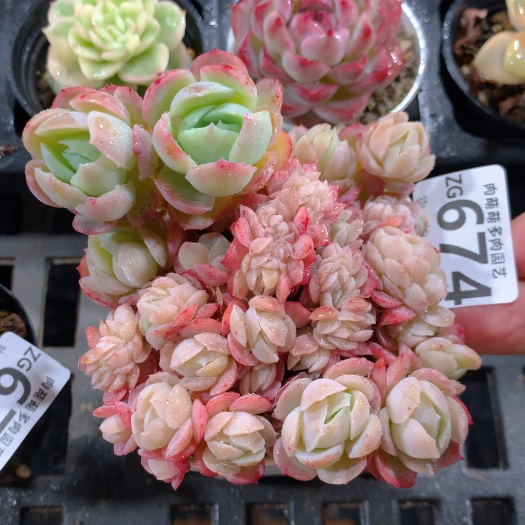 5CM拇指盆精控多肉ZG674