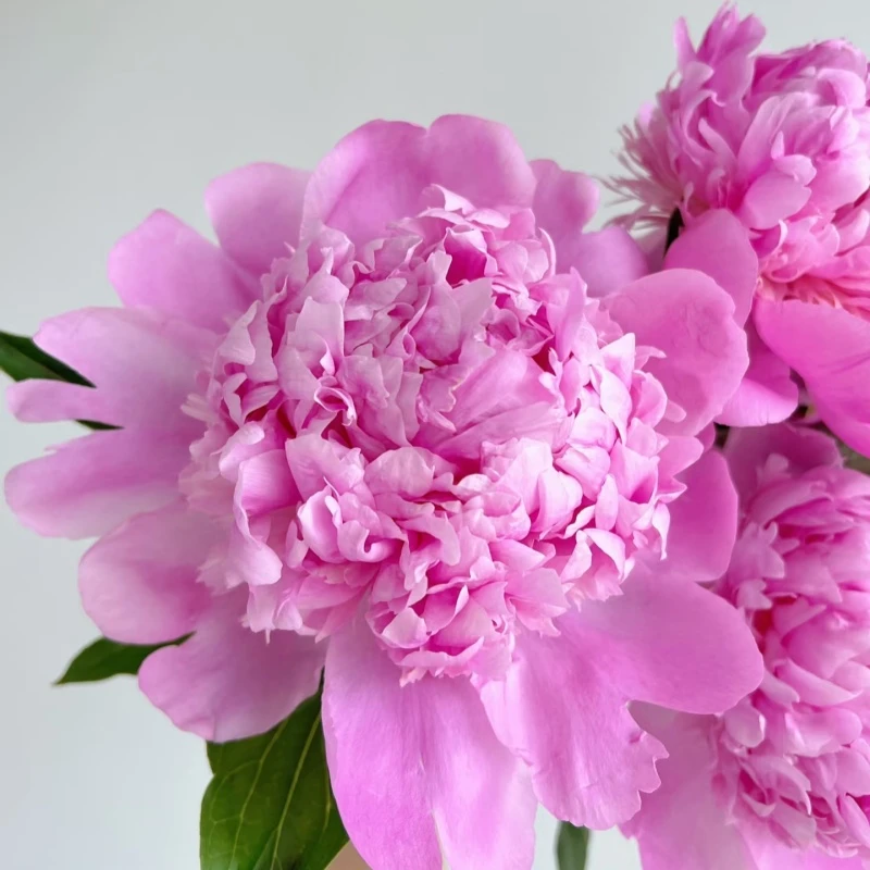 【蓝富士】重瓣粉色芍药苗菏泽基地直发（秋季发货）