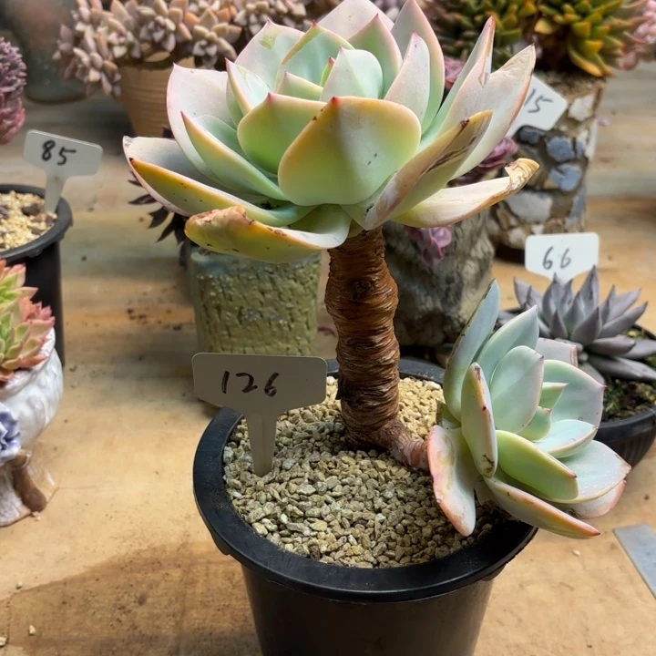 多肉植物，白凤126号