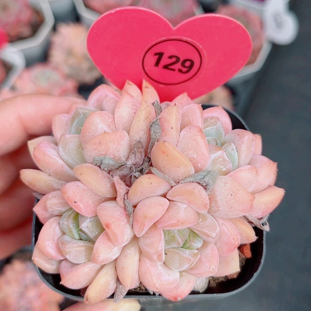 129号小老桩糖心群4头