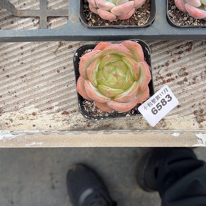 丨***月阿雅园艺。        6583