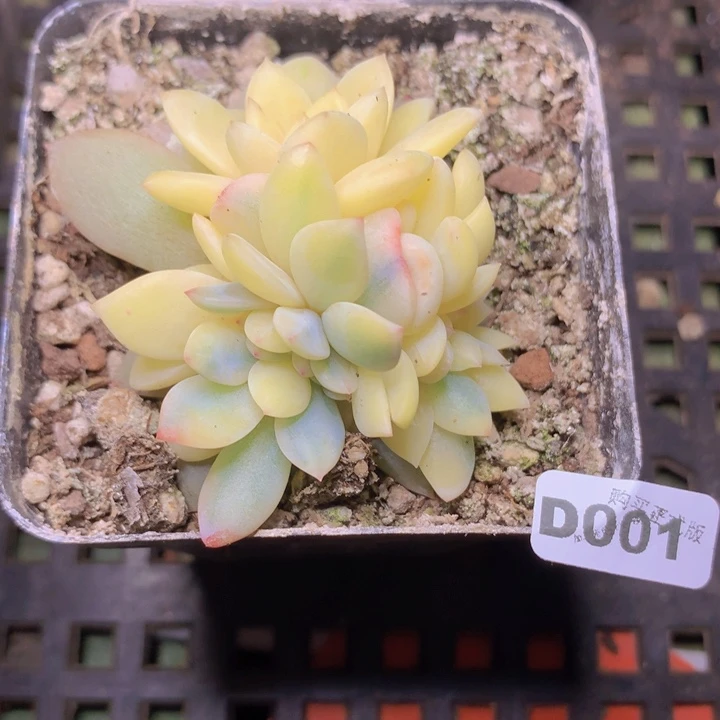 0***9梦露锦缀一物一拍