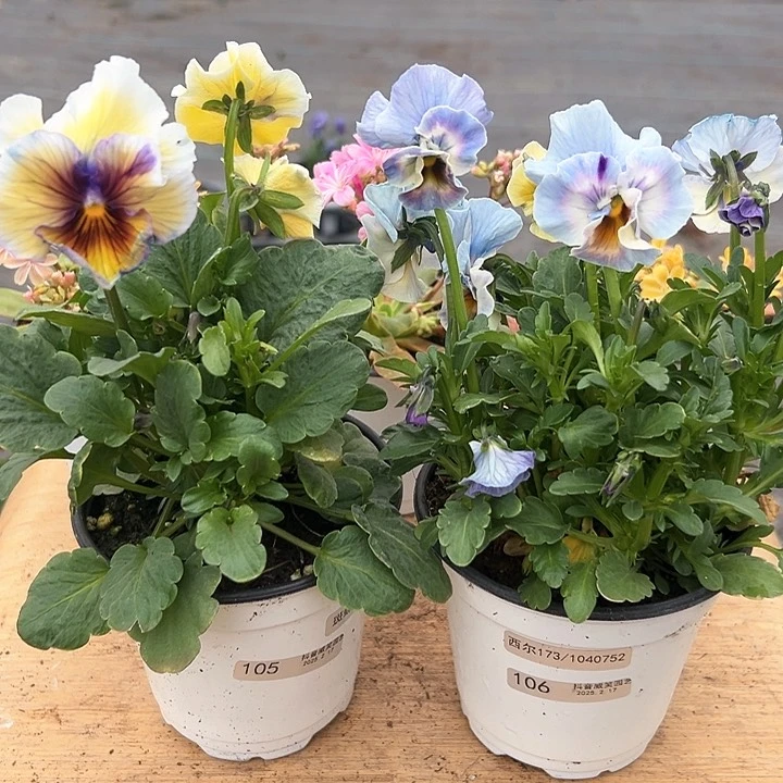 水晶抖音直播闪拍105/106