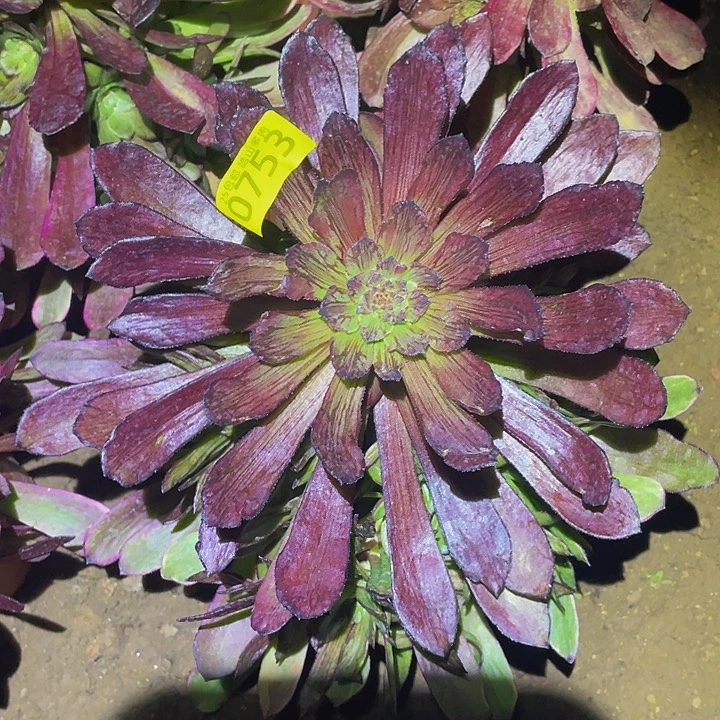 军****粒0753萝莉拉丝多肉植物