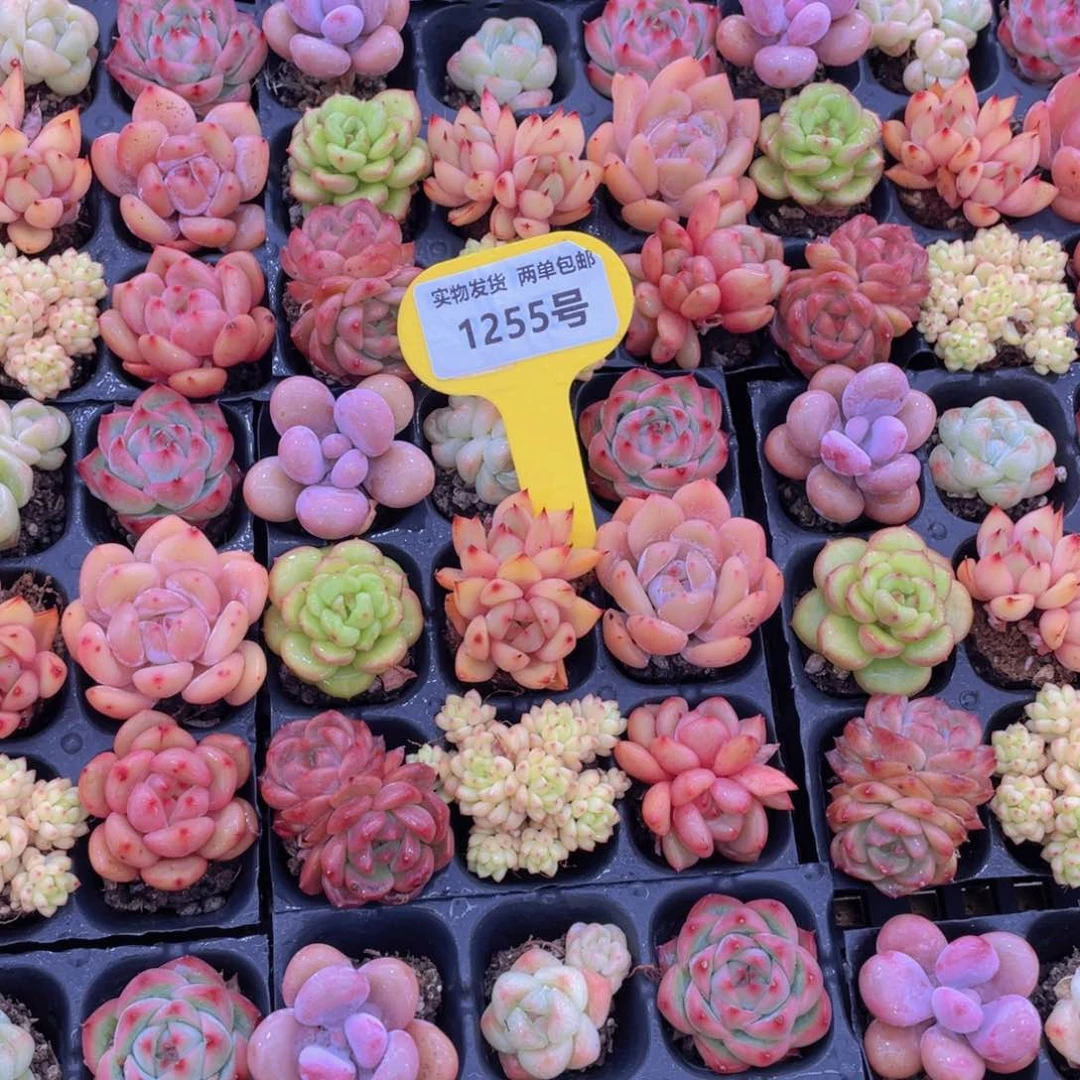 1255号 精品美肉组合9个