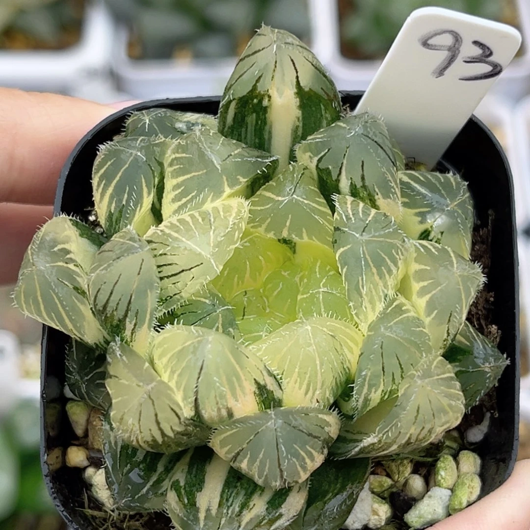 93极上斑特大蓝镜糊斑趋势福利专场