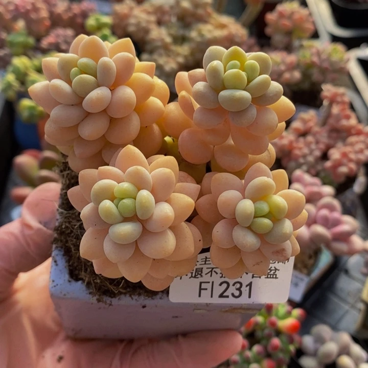 洛可可6vm231多肉植物