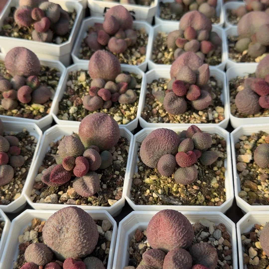 单颗水蜜桃量拍链接