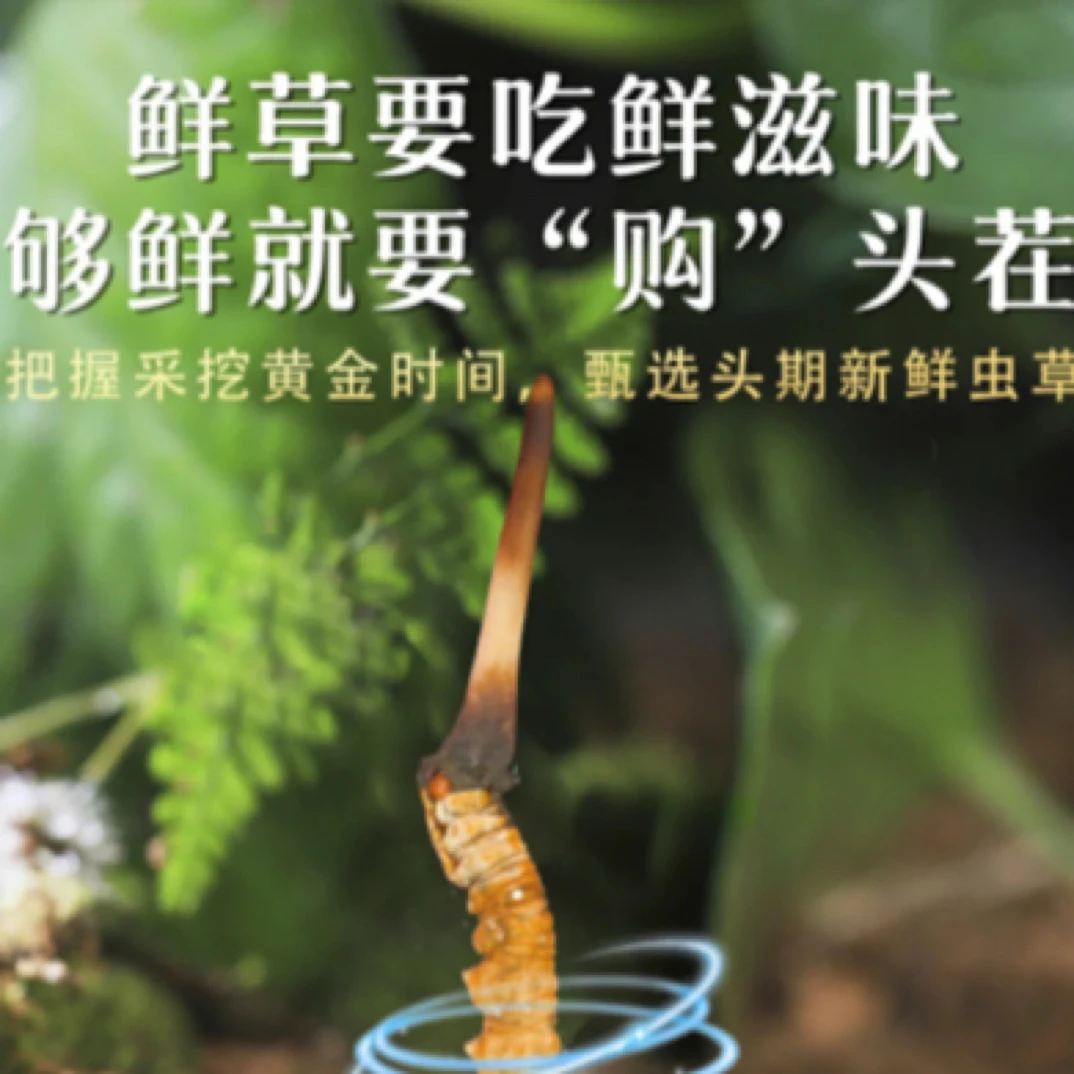 （西木）小草0.5-0.6克2025年虫草新鲜冬虫夏草果洛新鲜冬虫夏草