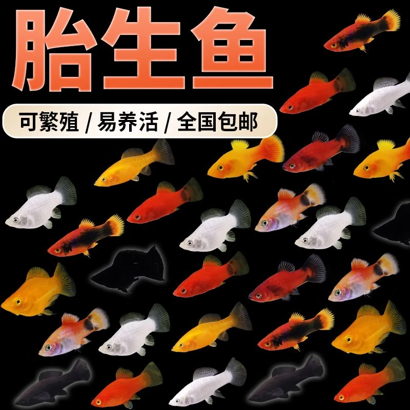 胎生新手玛丽孔雀热带皮球米奇好养热带鱼小型小鱼牡丹月光观赏鱼