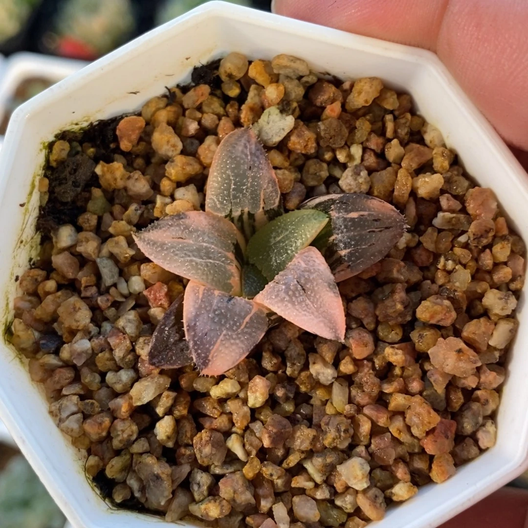 一颗实生克锦 新年福利