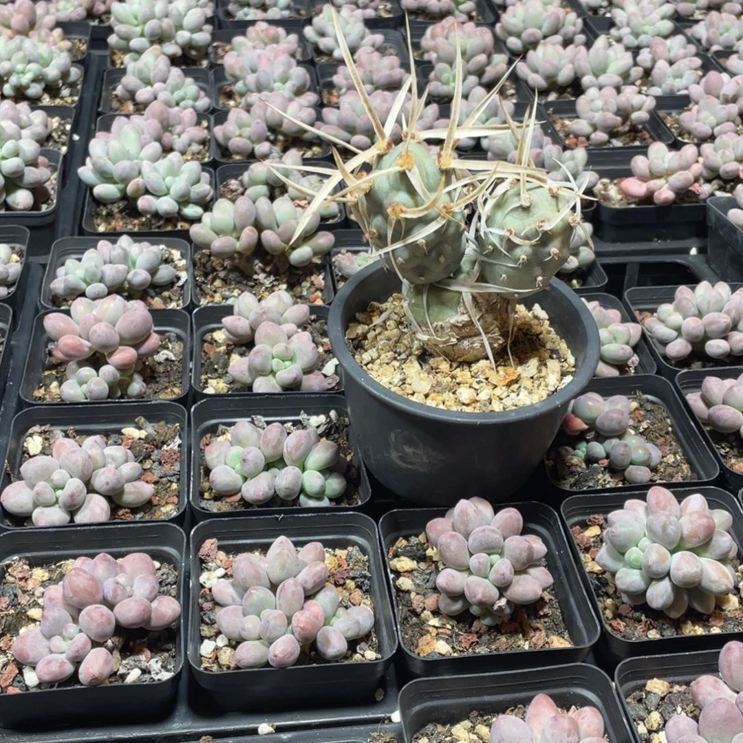 武藏也多肉植物啊