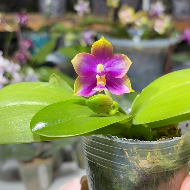 拨***雨大部分花苞少量开放