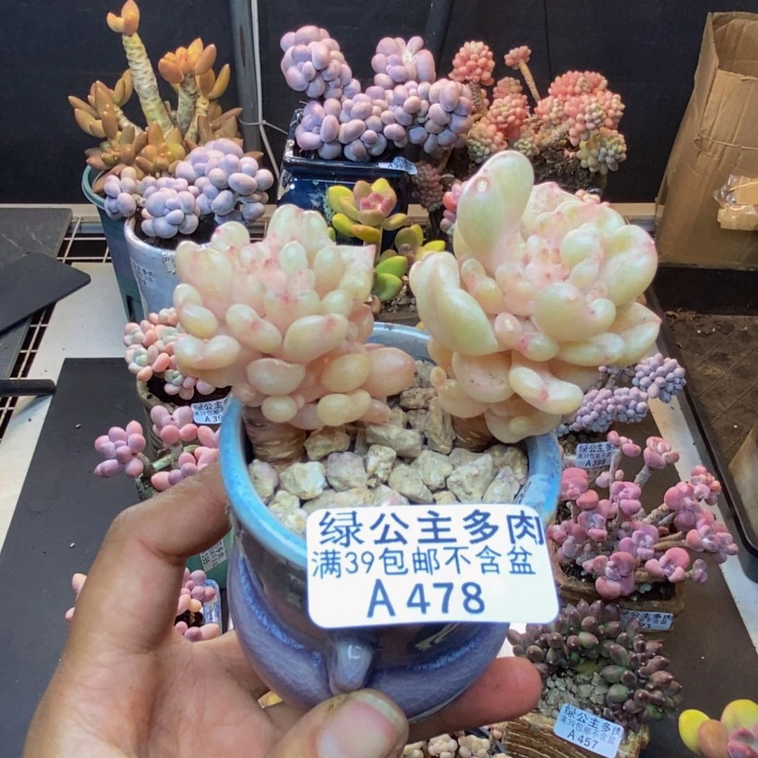 478比尔盖茨多肉6c m