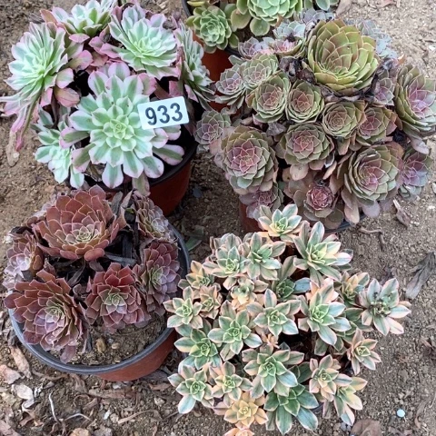 宁***2933五颗法师多肉植物
