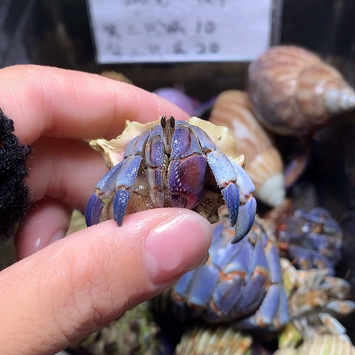 2.2口径奔跑的寄居蟹34
