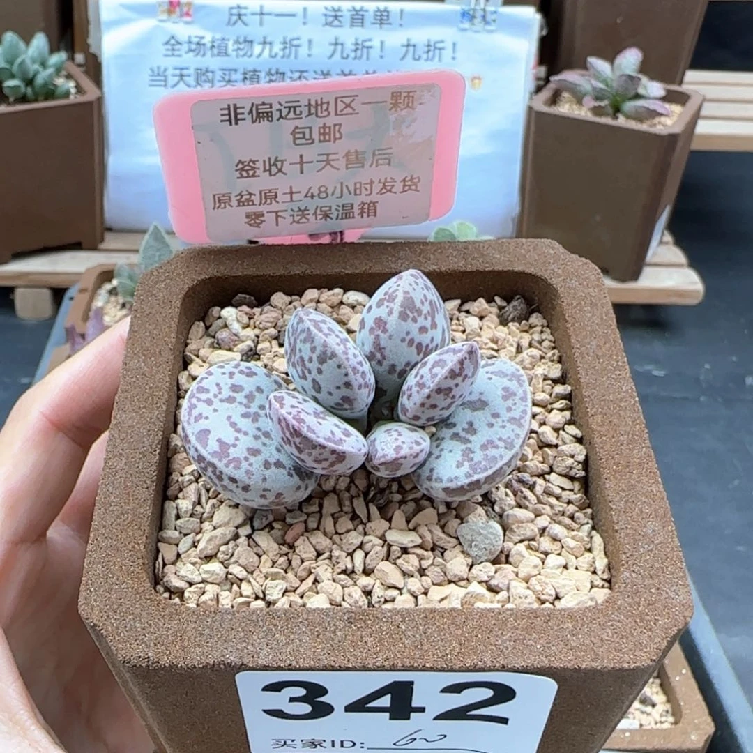 342巨型花旦多肉