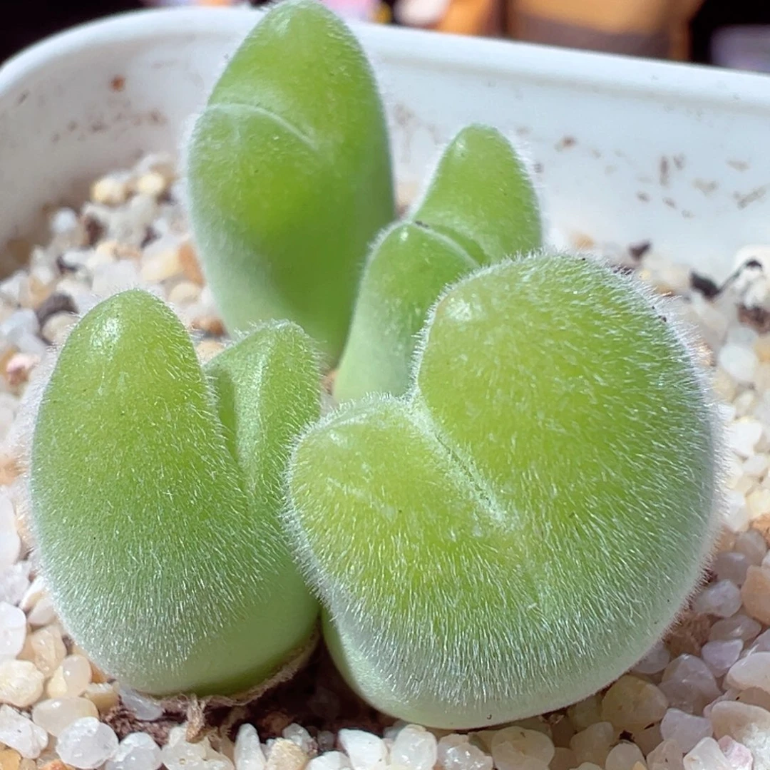 1222-296多肉多肉翠滴玉