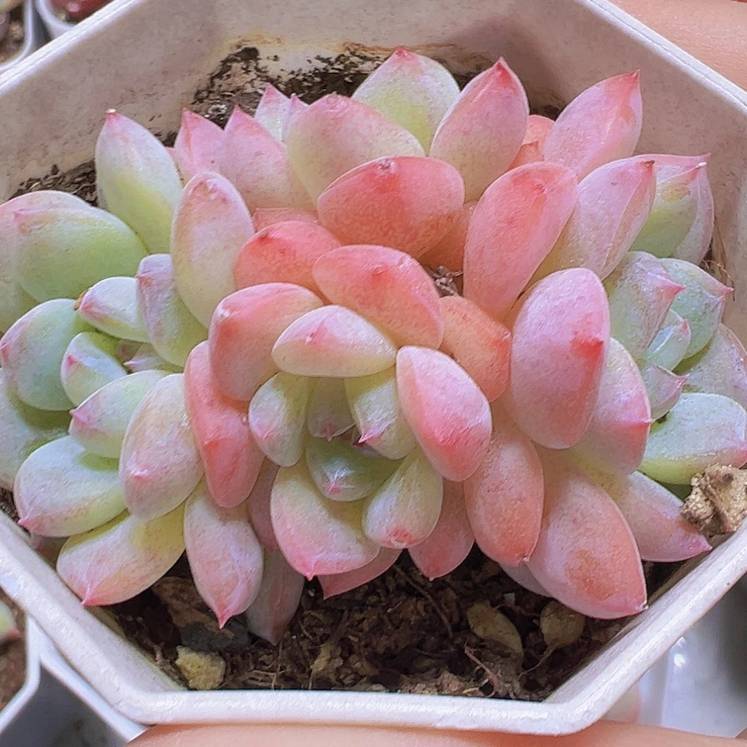 k18群生19包邮多肉植物