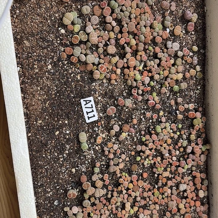 711生石花整筐脱土发货