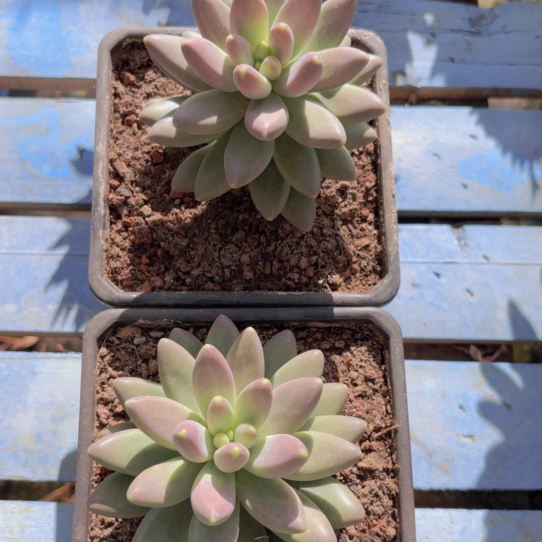 美人个体一物一拍