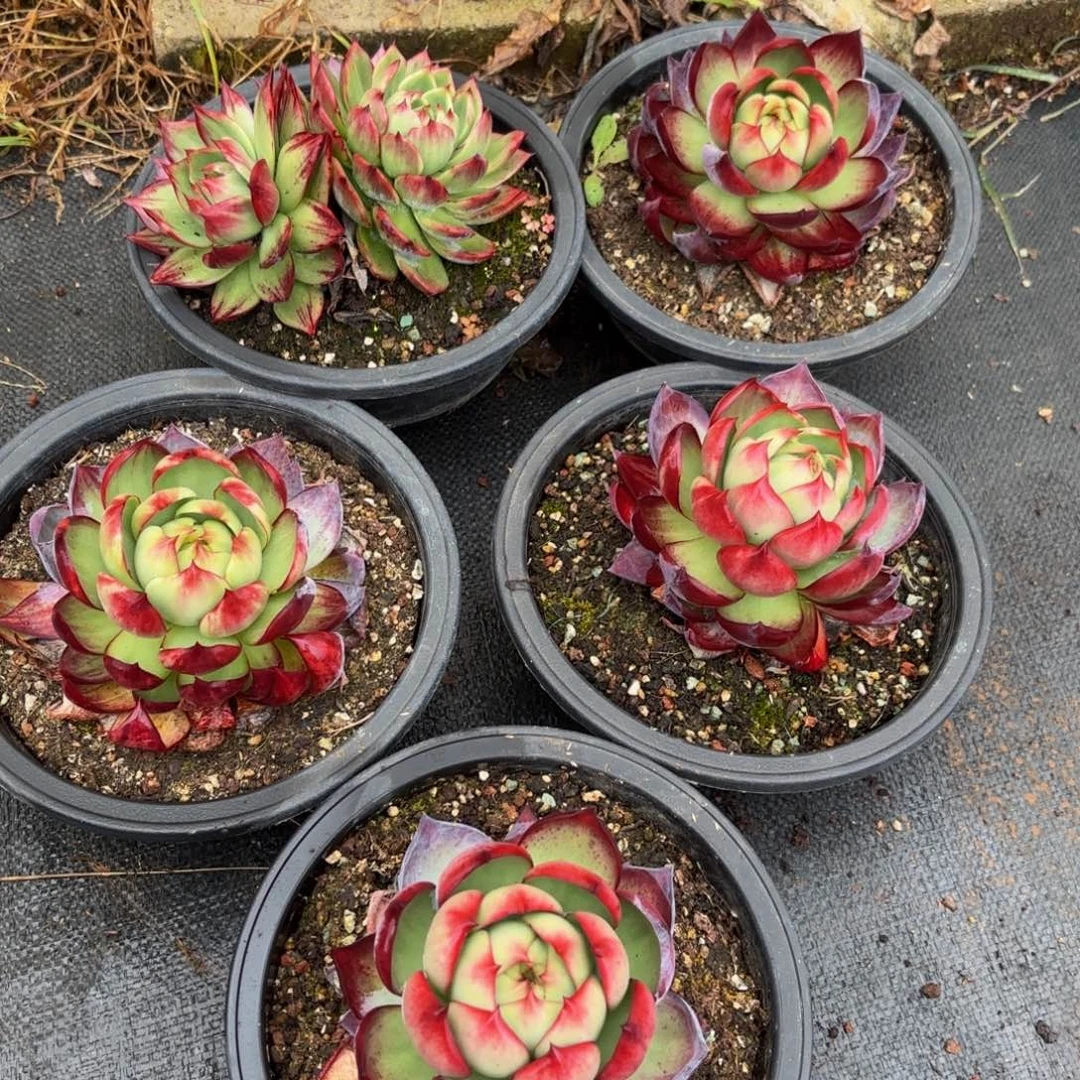 枫***叶哈哈哈哈哈哈哈哈哈哈哈和v宝贝vv