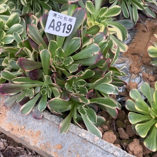 819金丝雀不包断枝