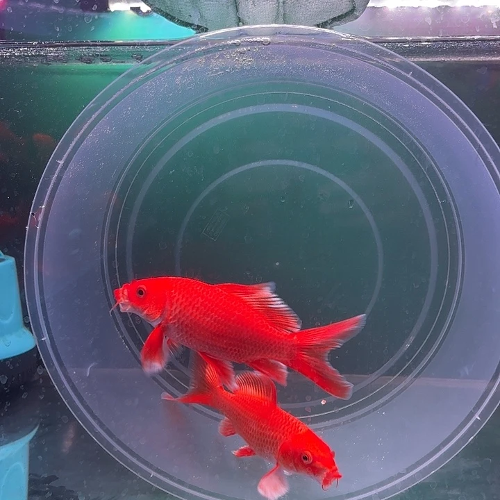 蝴蝶鲤27号蝴蝶鲤两条