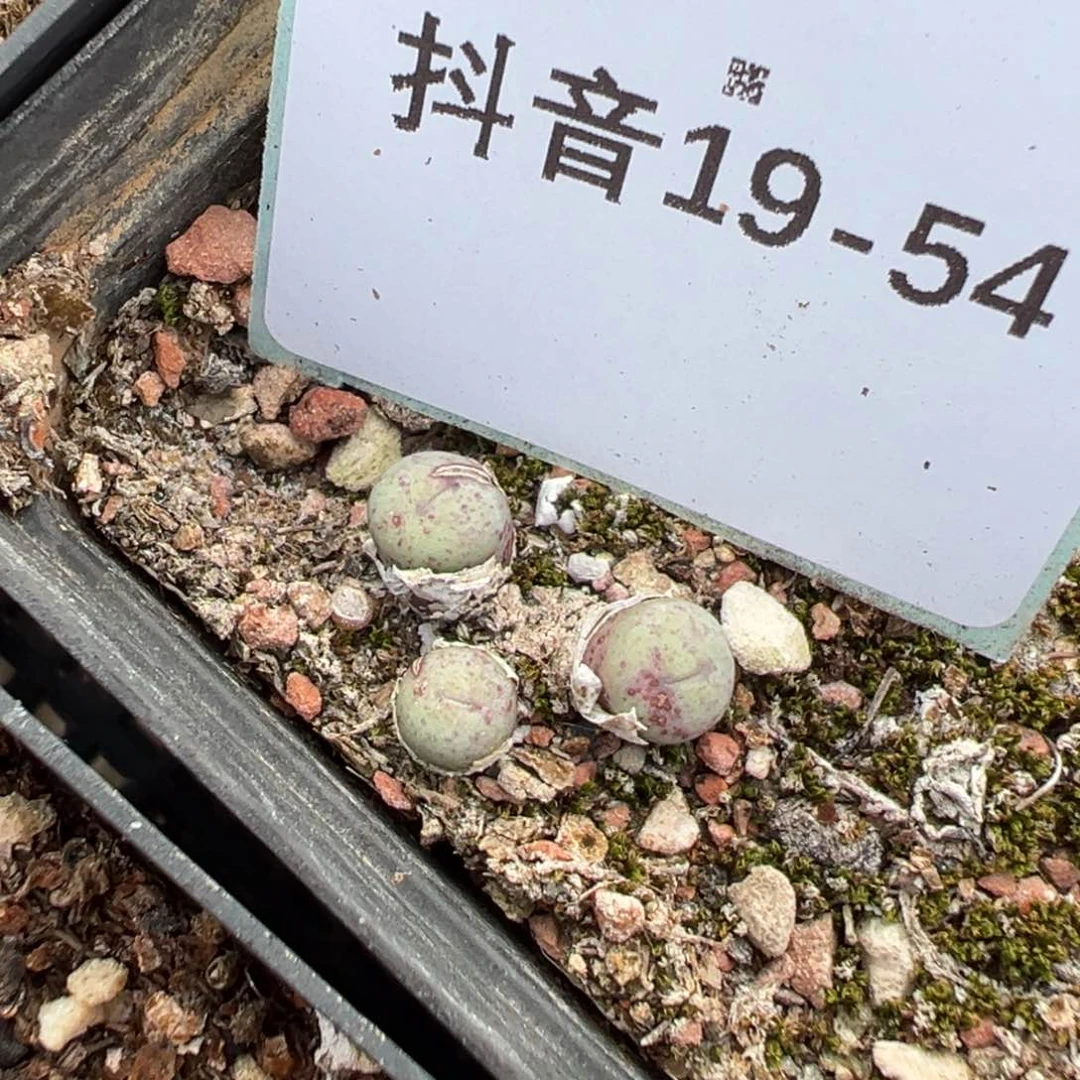 刘*人19-54肉锥多肉植物