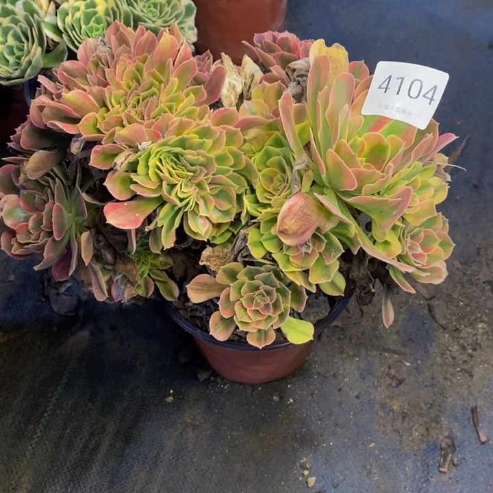 洛神多肉断头不包4104