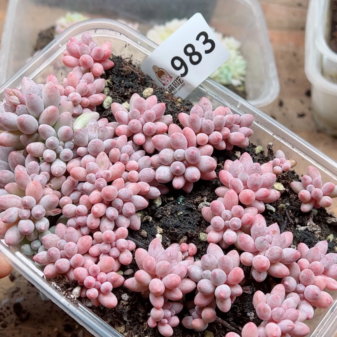 多肉植物多肉植物