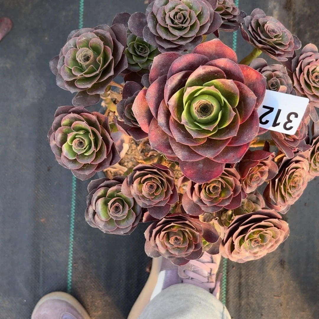 312魅金玫瑰多肉植物福利