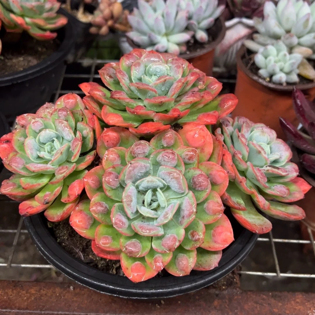 雨滴四大头起发老桩