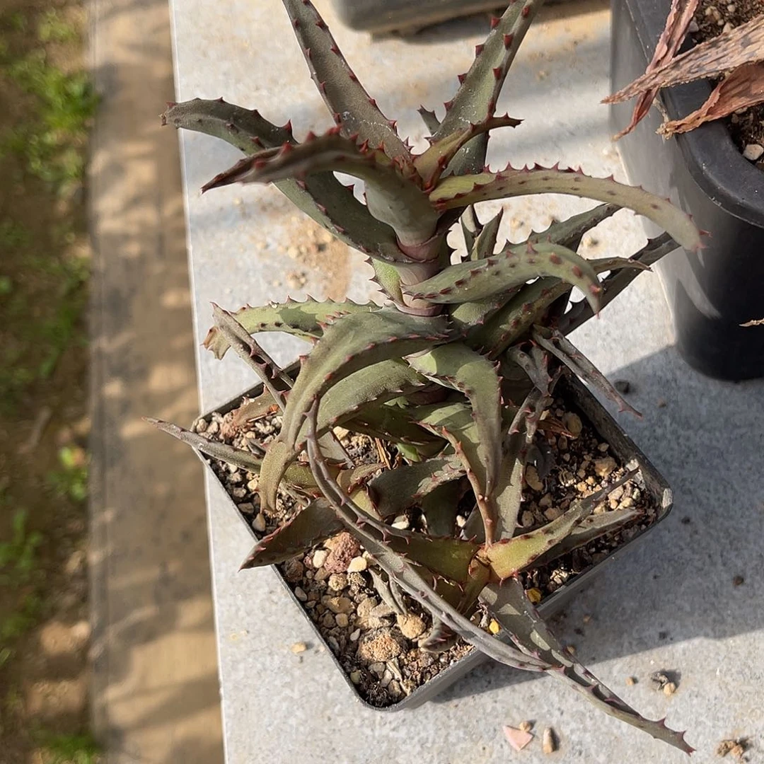 卡萨帝芦荟一物一拍