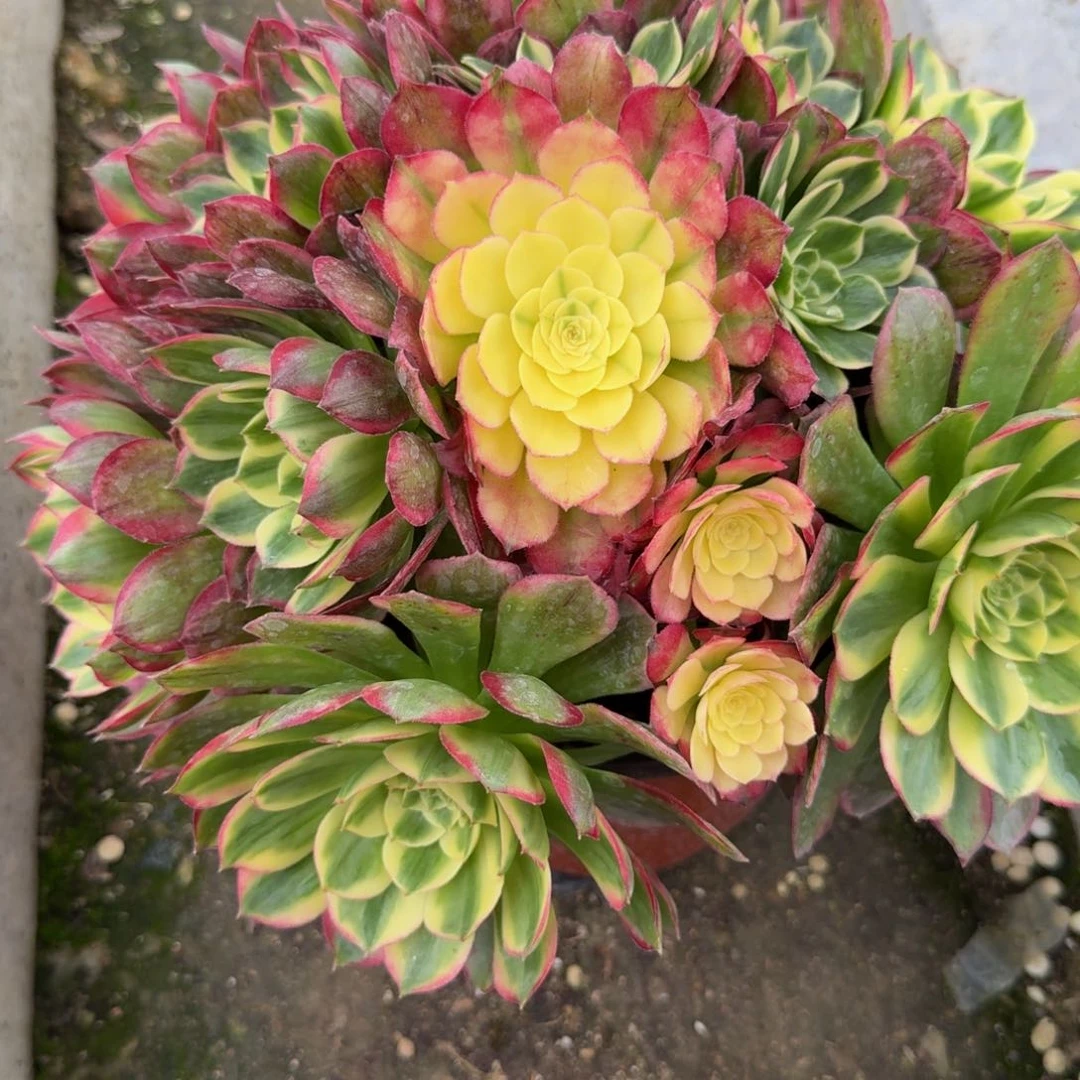 登*发货登山。多肉植物