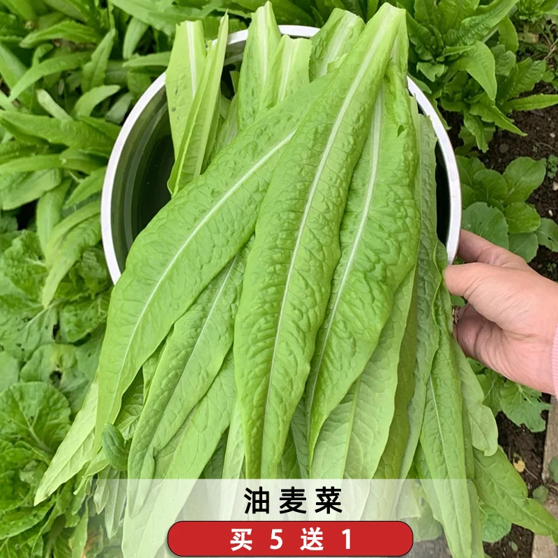 四季油麦菜种子孑尖叶莜麦菜苦油荬香水生菜绿色叶类蔬菜种籽阳台