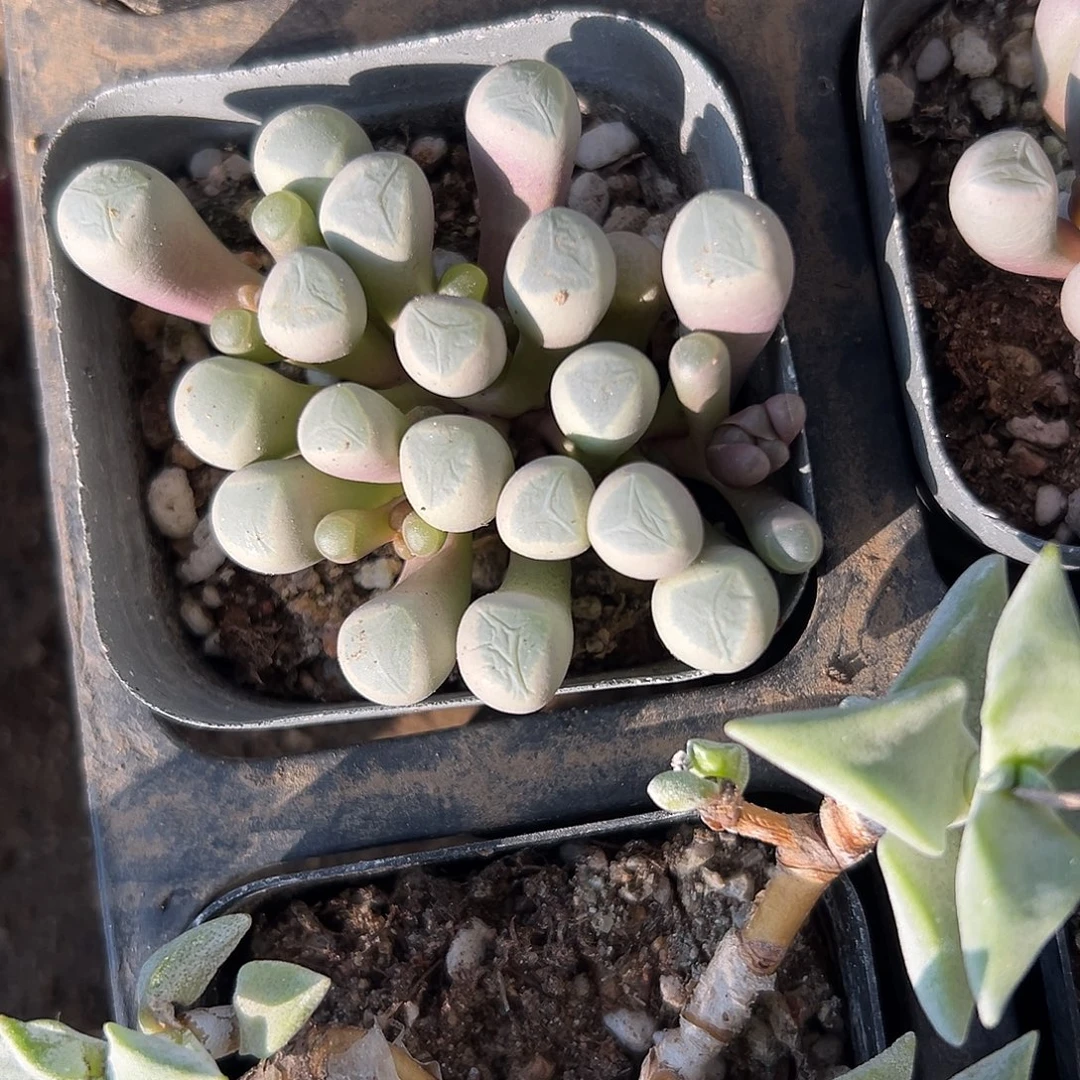 多肉植物五十灵玉