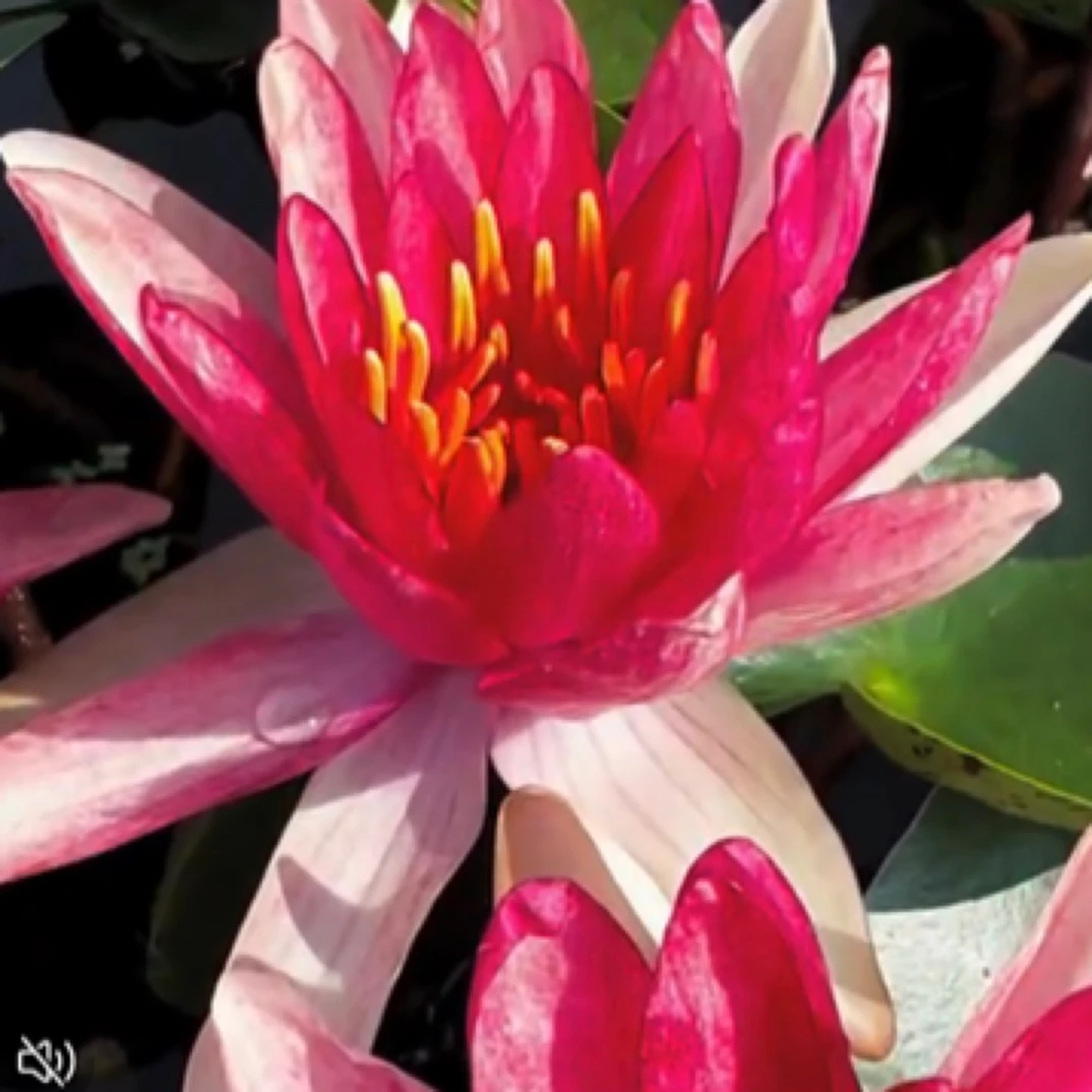 小型睡莲（红粉佳人）裸苗发货