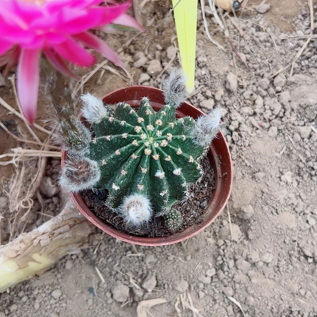 拈**笑彩草彩草00000 099